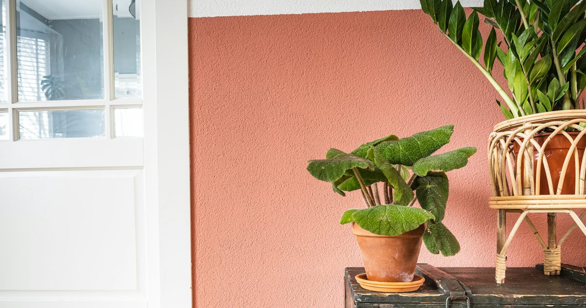 Potted green plants on an old wooden chest against a warm terracotta wall beside a white glazed door
