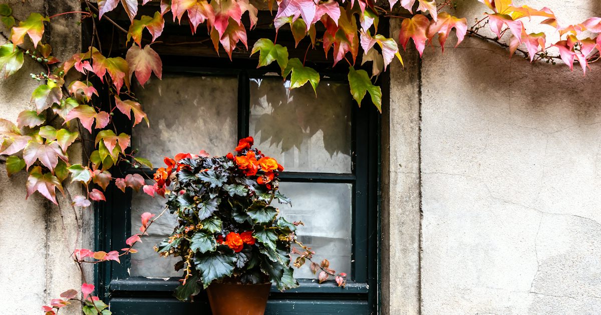 A pot of orange begonias on an old window ledge framed by autumn ivy on a pale stone wall