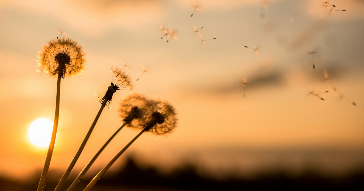 Dandelion seed heads against a golden evening sky, a few seeds drifting away