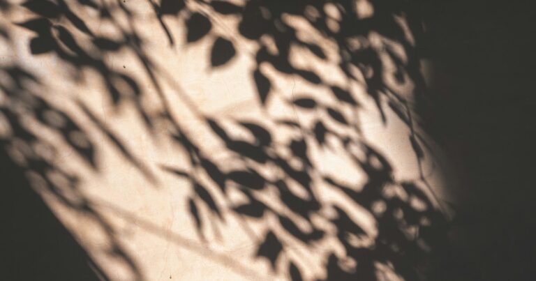 Shadows of leaves falling across a warm, sunlit plaster wall