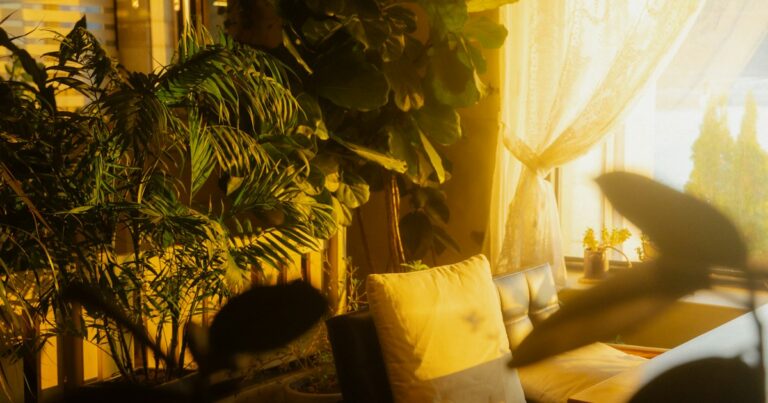 Golden evening sunlight through a lace curtain onto a cushioned sofa surrounded by large house plants
