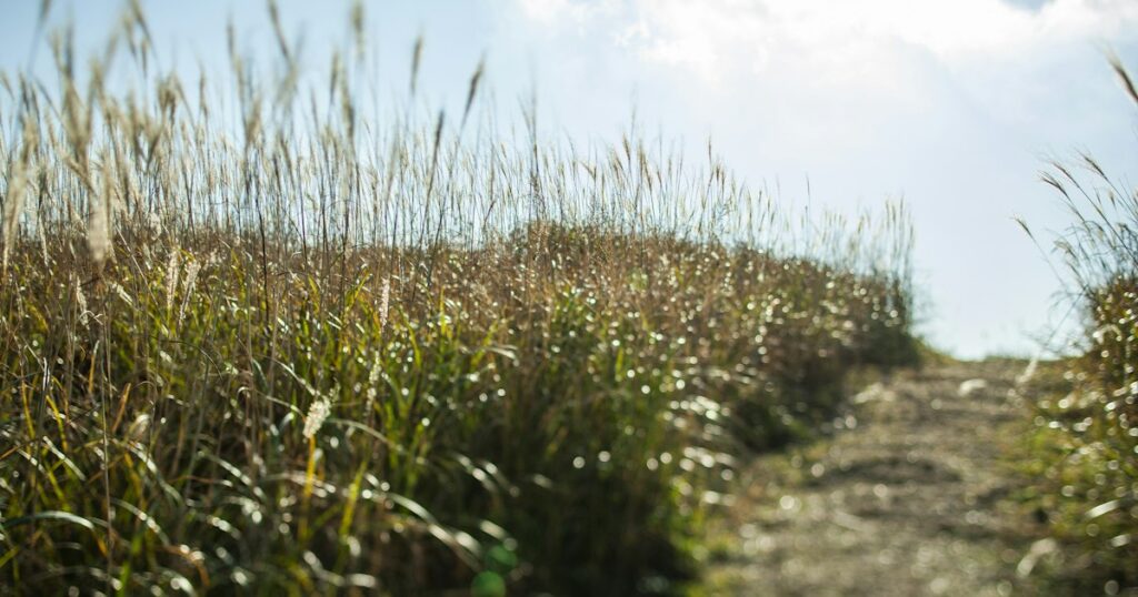 A grassy path leading uphill between tall sunlit grasses under a bright sky