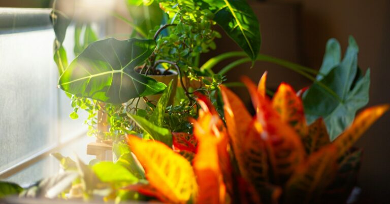 Houseplants with green and orange leaves in warm low sunlight by a window