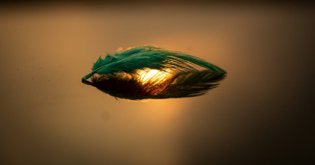 A single feather floating on still water in warm golden light