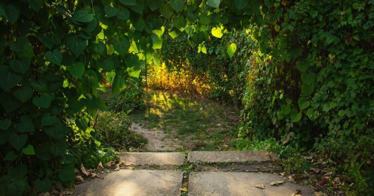 Stone steps leading onto a garden path through green leaves into warm sunlight