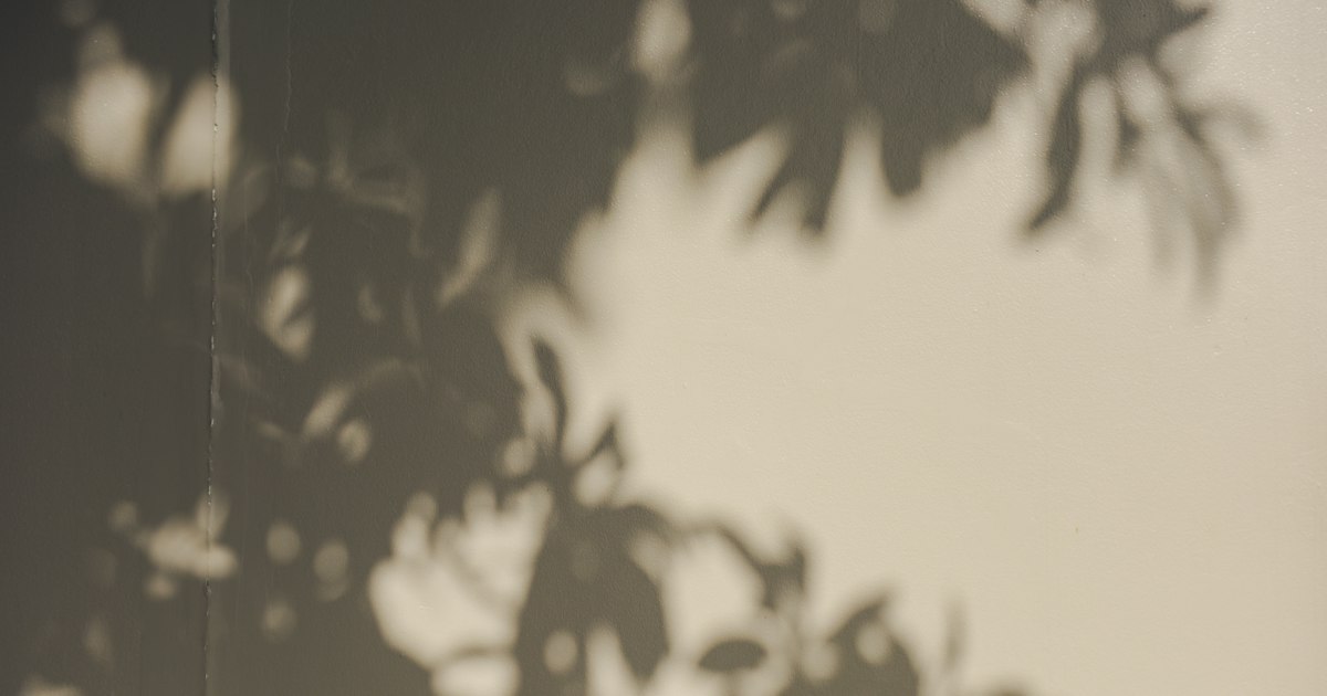 Soft shadows of leaves falling across a pale cream wall