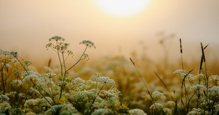White wildflowers and grasses in a misty field with a soft golden sun behind