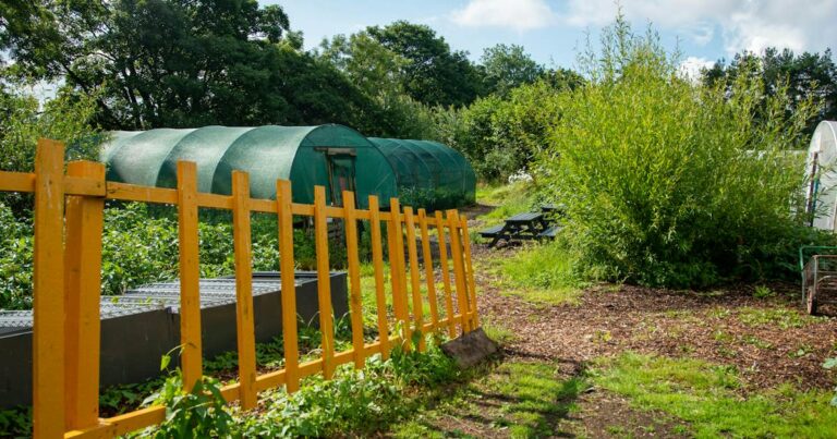 A sunny community garden with a yellow wooden fence, polytunnels and an empty picnic bench