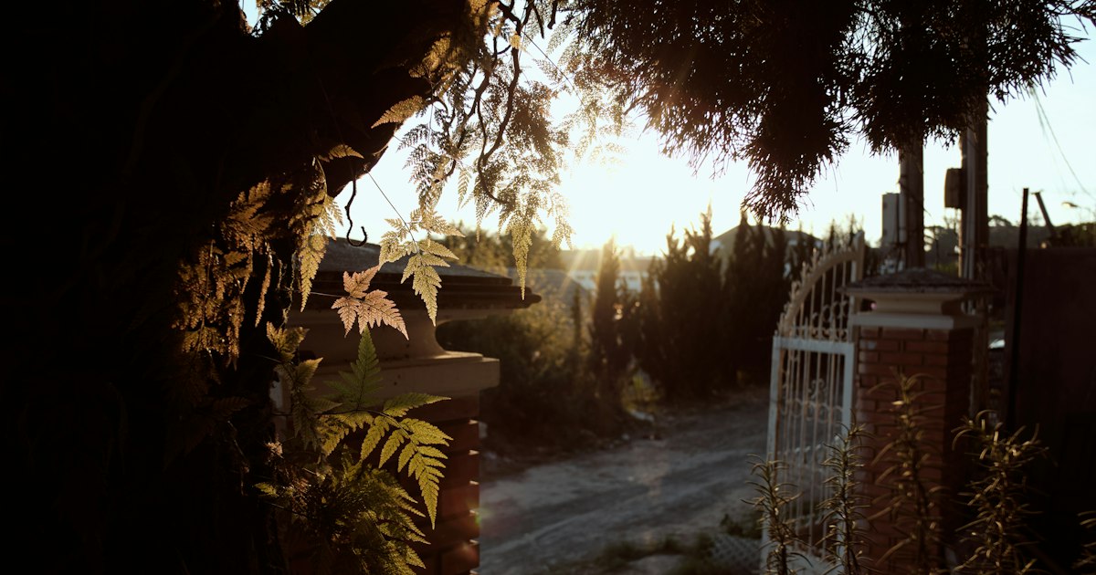 An open white gate in low evening sun, with ferns lit gold in the foreground