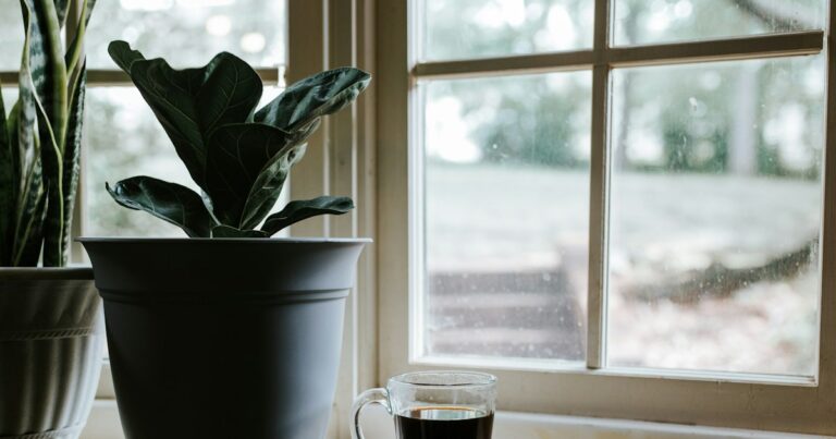 Potted fiddle-leaf fig and snake plant beside a glass mug of black coffee on a windowsill, with a garden softly blurred outside