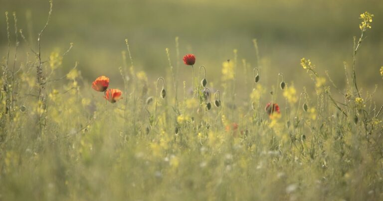 A few red poppies standing among soft green and yellow meadow grasses in warm evening light