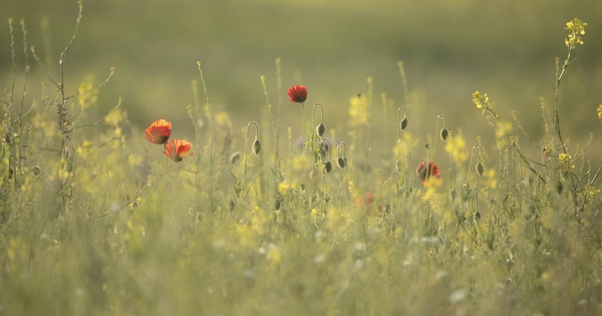 A few red poppies standing among soft green and yellow meadow grasses in warm evening light