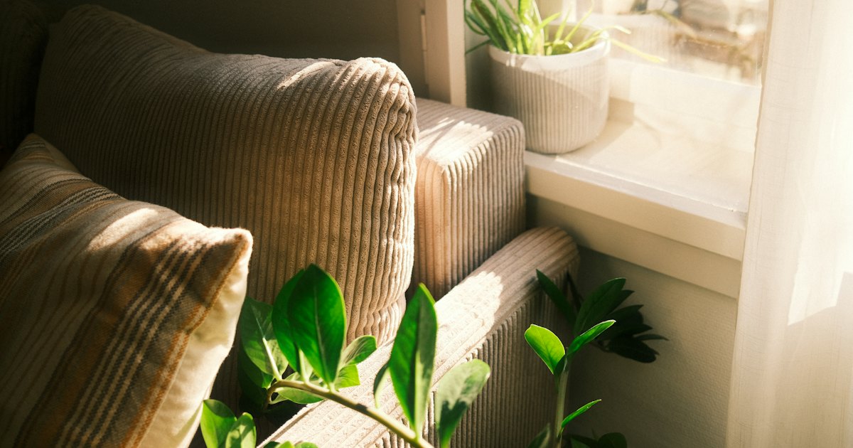 The corner of a soft corduroy sofa beside a sunny window, with green houseplants on the sill and in the foreground