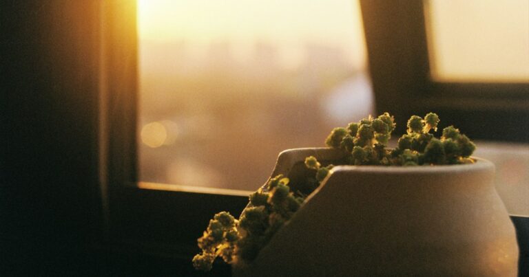A small potted plant on a window sill in warm evening sunlight
