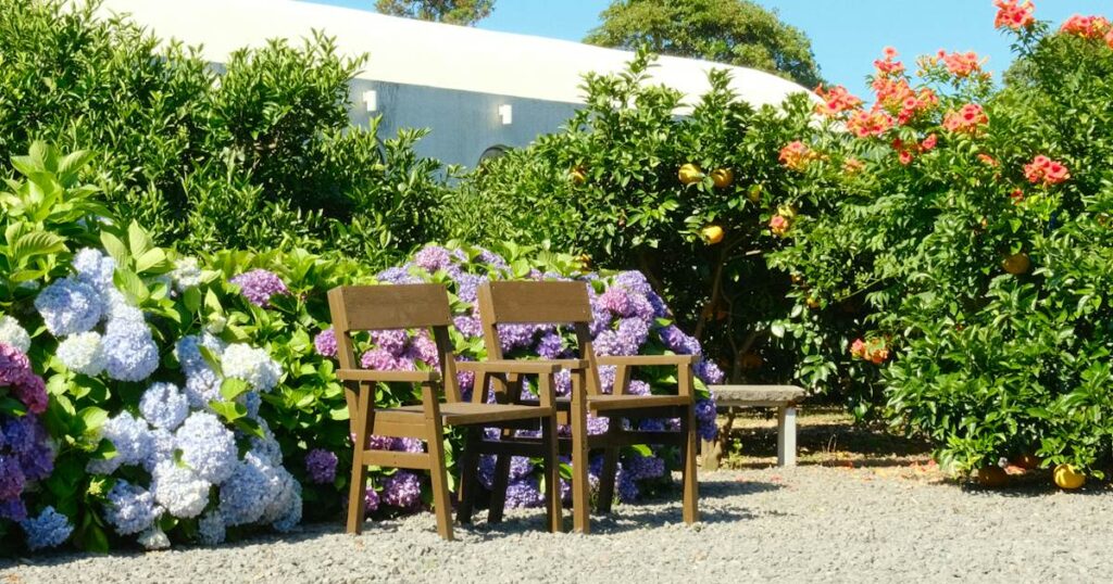 Two wooden garden chairs side by side on a gravel path among blue hydrangeas and orange trees in bright sun
