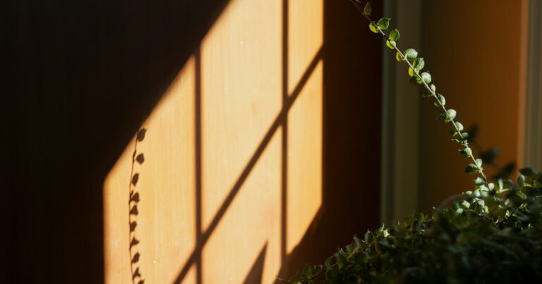 Low warm sunlight casting a window-frame shadow on a wall beside a trailing green plant