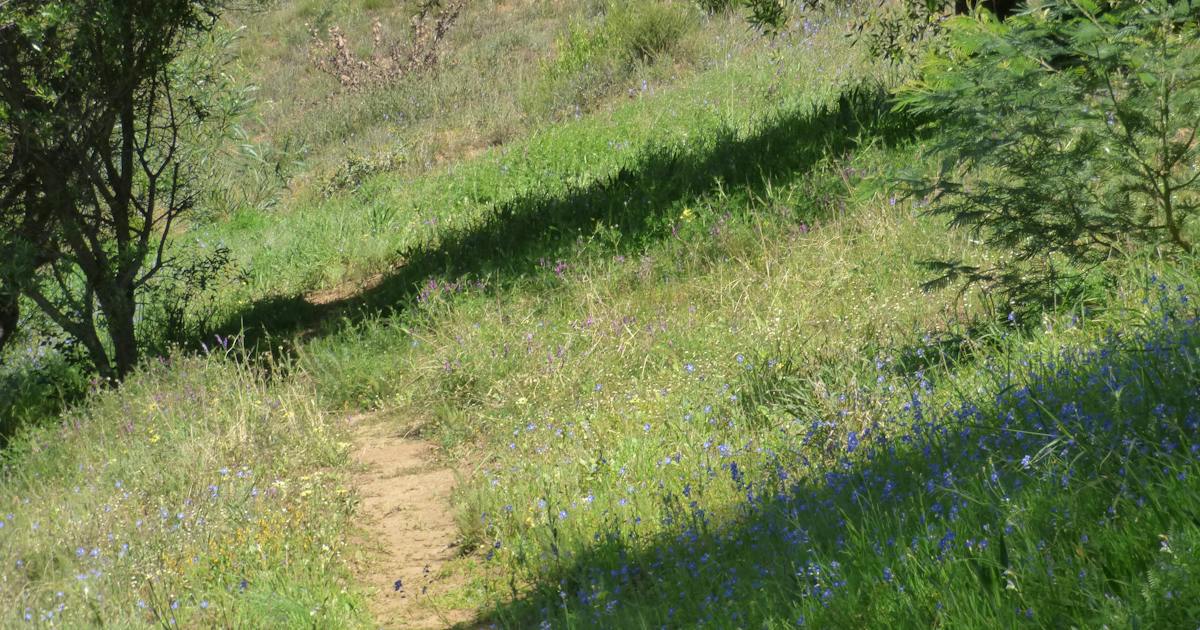 A narrow, well-worn dirt path winding up a sunny hillside of grass and small blue wildflowers