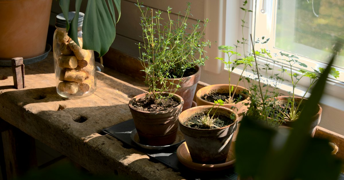 Young herbs in terracotta pots on an old wooden bench beside a sunlit window