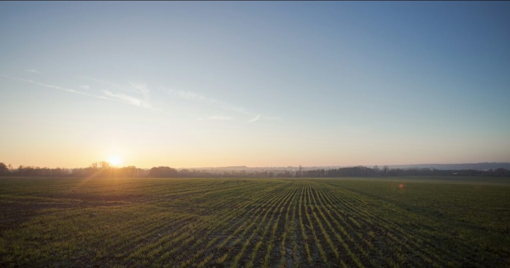 Rows of young green shoots across a wide field under a low sun at dawn