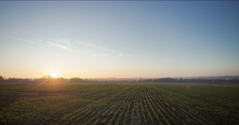 Rows of young green shoots across a wide field under a low sun at dawn